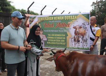 polriuntukmasyarakat  Peringati Hari Raya Idul Adha 1446 H, Polresta Pontianak Laksanakan Penyembelihan dan Penyaluran Hewan Qurban