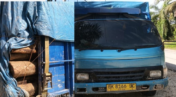 Modus Mafia Kayu Mahang Limbah Hutan Merajalela Diduga Lakukan Skandal Dipinggir Jalan Lintas Bono