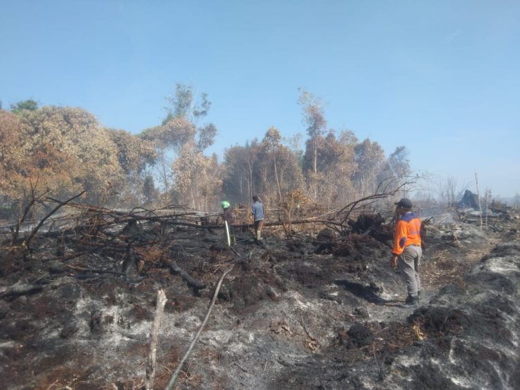 Karhutla Didesa Kubu Padi Diduga Sengaja Dibakar Oleh  Oknum Masyarakat Hingga Menyebabkan Kebakaran