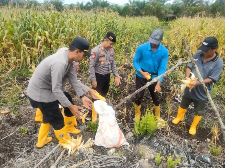 Panen Jagung Kwartal IV Polsek Kubu Polres Kubu Raya Dukung Ketahanan Pangan Nasional