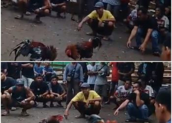 Nama “Apo” dan Bayang-bayang Beking: Potret Buram Penegakan Hukum di Keranji