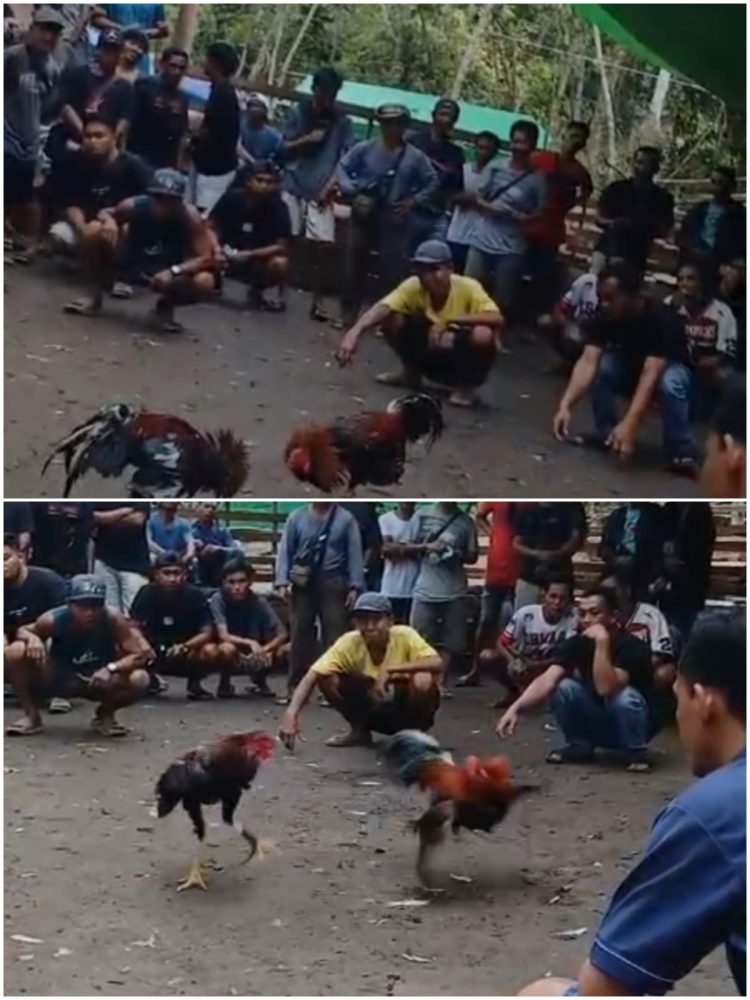 Nama “Apo” dan Bayang-bayang Beking: Potret Buram Penegakan Hukum di Keranji